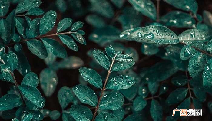 梦见淋雨