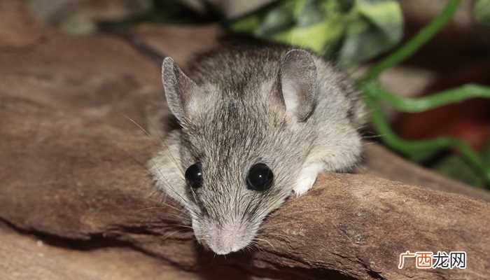 梦见死老鼠