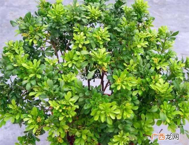 米兰为什么有的香有的不香