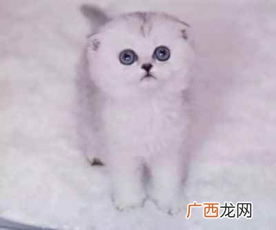 银渐层猫一般价格在3000 银渐层多少钱一只