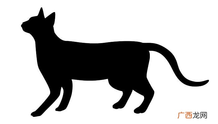 梦见一只大黑猫跟我特别亲近 梦见黑猫与我很亲近
