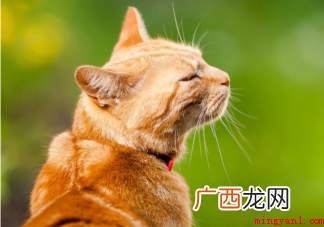 宠物洁牙为什么必须麻醉 宠物也会长牙结石吗