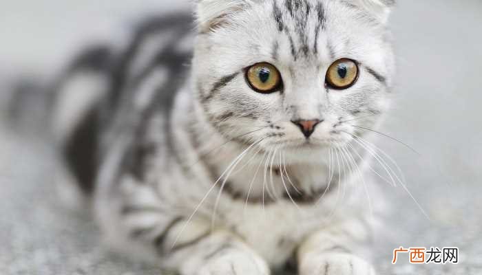 已婚女人梦见猫是胎梦