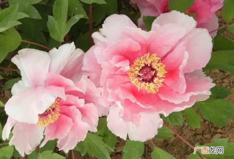 花期养护牡丹花时需要注意什么 牡丹花几点钟开花