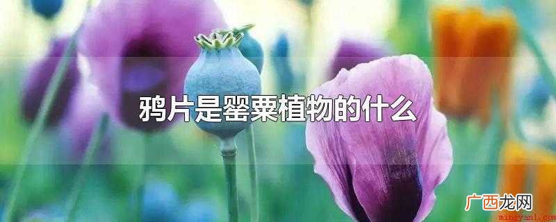 鸦片是罂粟植物的什么罂粟 鸦片是罂粟植物的什么