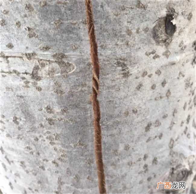 杨树树皮开裂的原因有多种 杨树树皮开裂是怎么回事