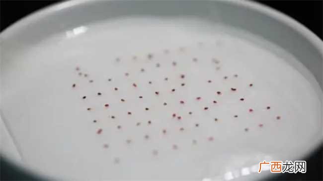 风铃花种子要泡吗 风铃花种子种之前要怎么处理吗
