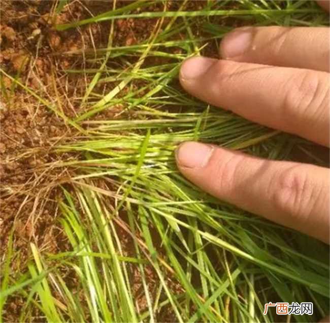 草坪草籽播种需要盖土吗 草籽不盖土能发芽吗