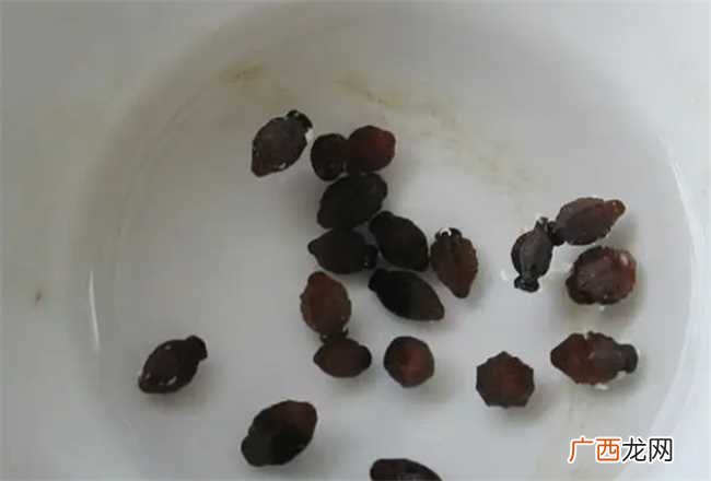 花卉种子需要浸泡多久 花种子要泡多久才能种