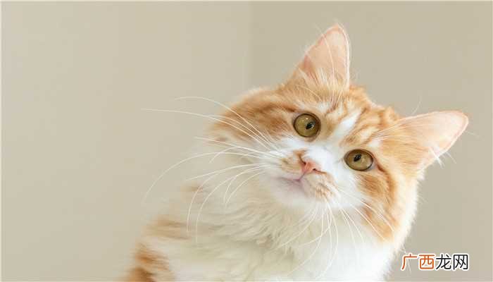 梦见被猫咬住不松口