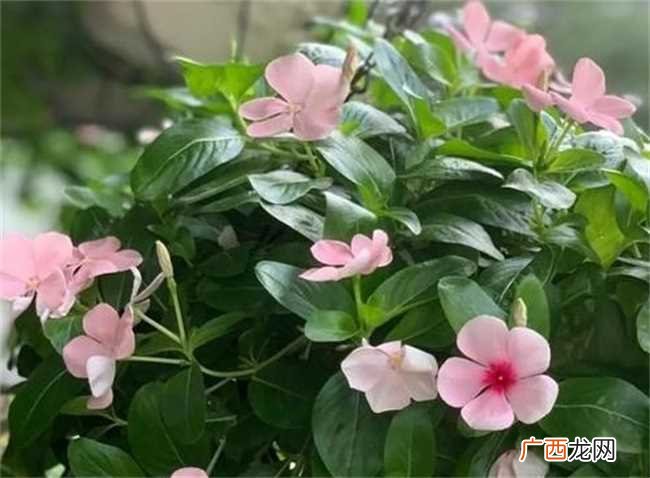 长春花的花瓣有毒吗 长春花的花瓣是不是有毒