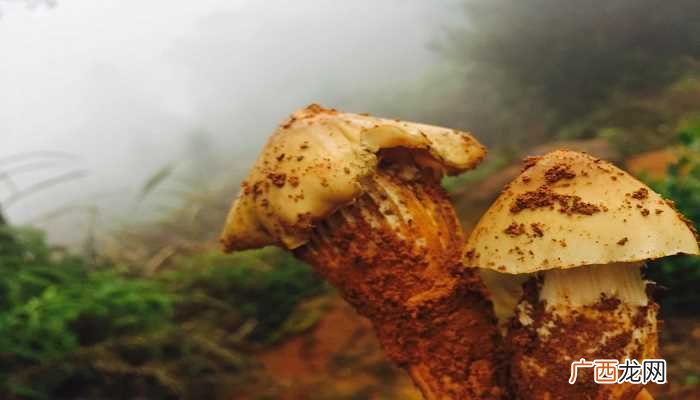 梦见鸡枞是什么预兆