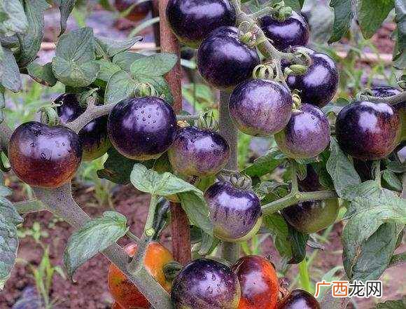 吃小番茄能降火吗