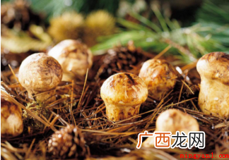 野生菌营养价值更高吗