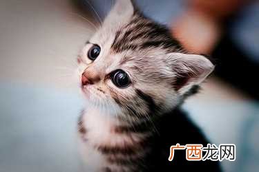 女人梦见被猫追着跑什么意思