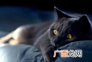 女人梦见被黑猫咬手什么意思