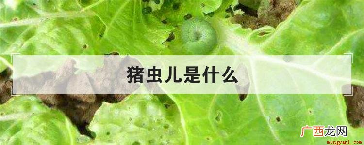猪儿虫是什么意思 猪虫儿是什么