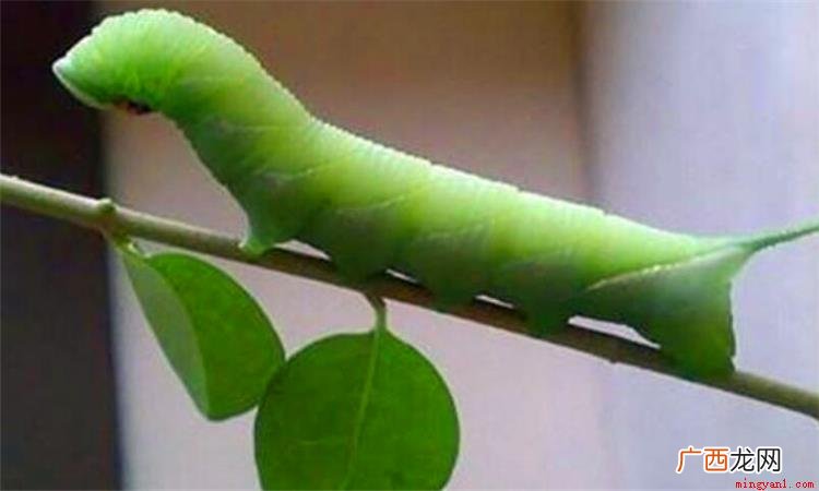 猪儿虫是什么意思 猪虫儿是什么