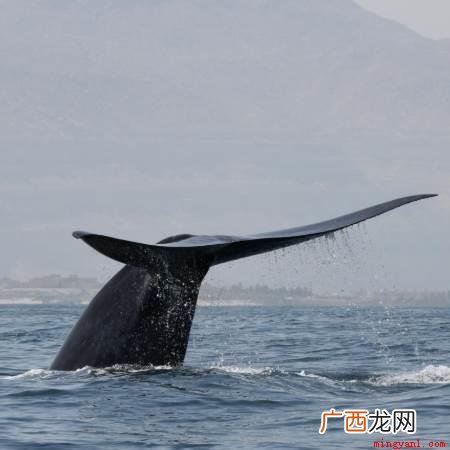 世界上最大的哺乳动物是蓝鲸,它体重约170吨,身长可达30米