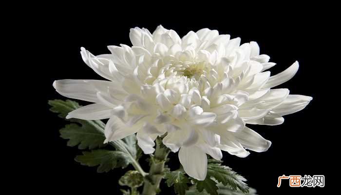菊花什么时候开花