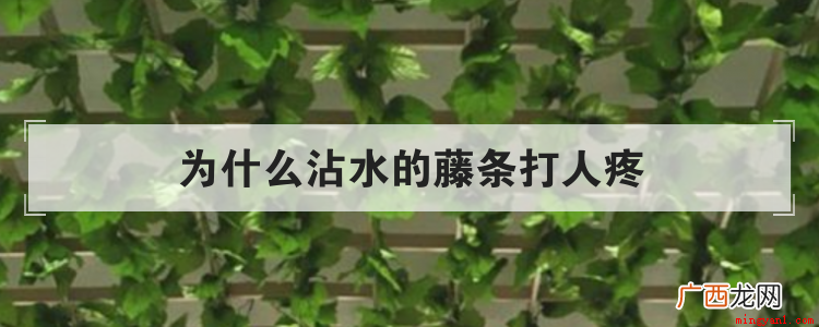 为什么沾水的藤条打人疼