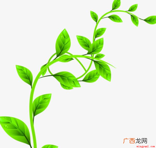为什么沾水的藤条打人疼