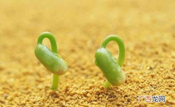 豆芽的热量是多少