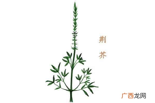 荆芥的功效与作用 荆芥的功效与作用禁忌