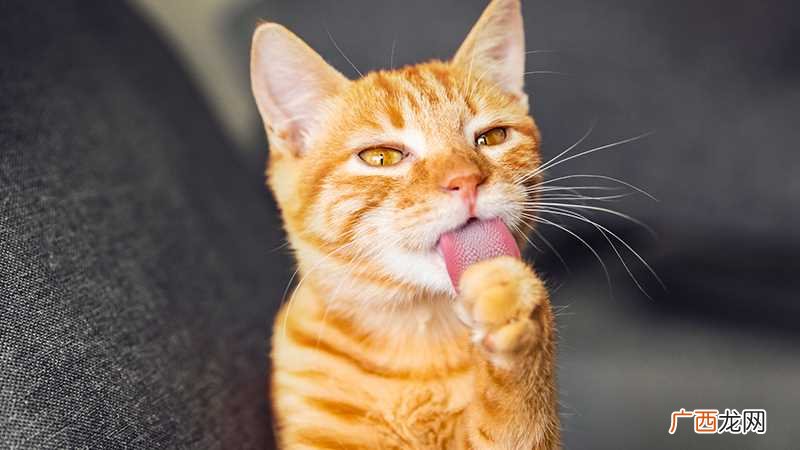 梦到被猫追是什么意思
