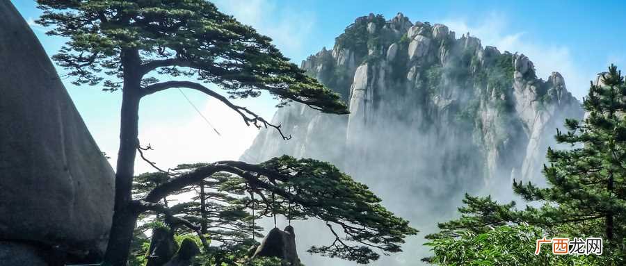 梦见松树什么意思