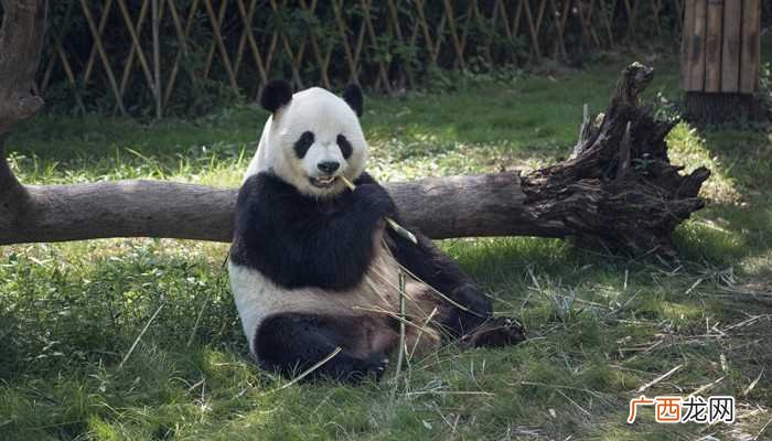 大熊猫多生活在海拔2600~3500米的茂密竹林里 大熊猫生活在什么环境