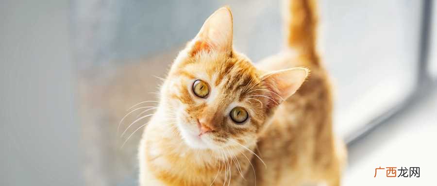 梦见被猫抓什么意思