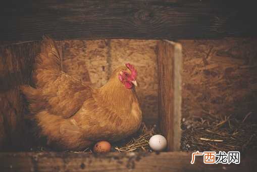 女人梦见鸡蛋是什么意思:这是祥兆
