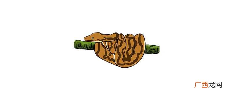 蚺是什么动物