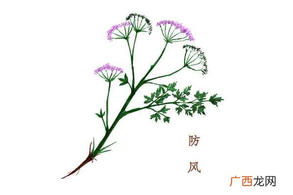 防风的功效与作用及食用方法