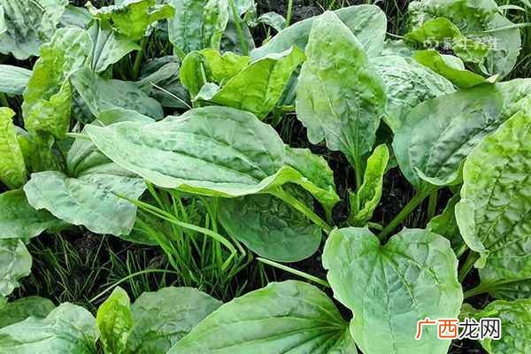 车前草有什么功效能治什么病