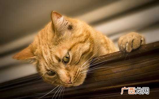 梦见被猫咬住不放是什么意思