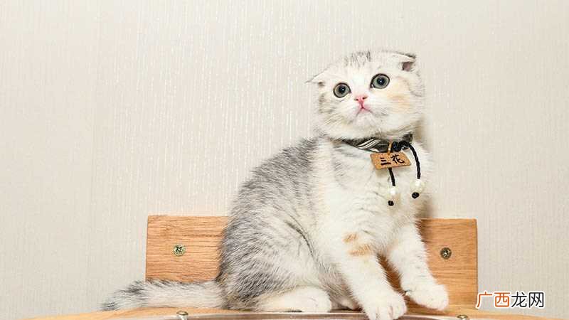 梦见被猫咬了是什么意思
