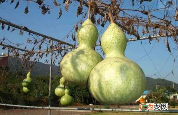 孕妇在怀孕期间可不可以选择食用 孕妇可以吃葫芦吗