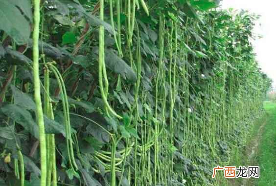 豇豆有哪几种