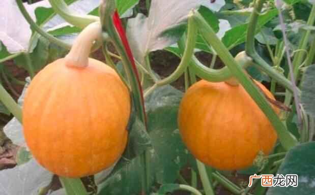 金瓜怎么吃