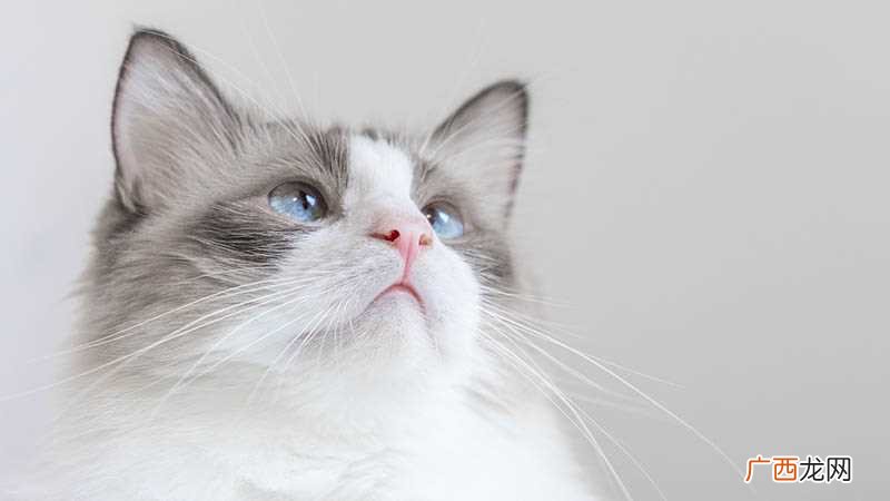 做梦被猫抓了什么意思