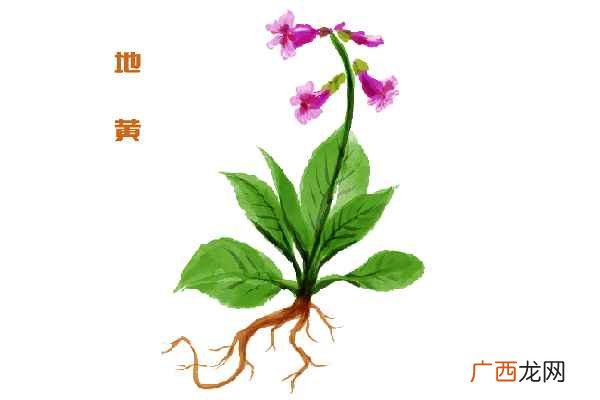 地黄泡水喝有什么好处
