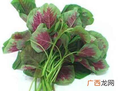 苋菜什么时候上市