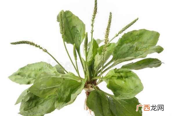 车前草怎么泡水喝