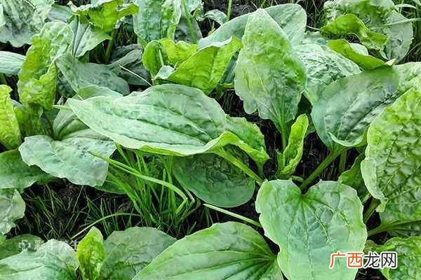 车前草怎么泡水喝