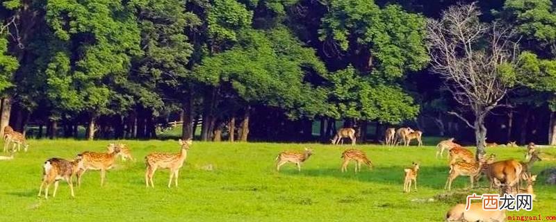 小兴安岭拥有茂密的树林,主要是宽谷、山脉和丘陵。 小兴安岭的特点
