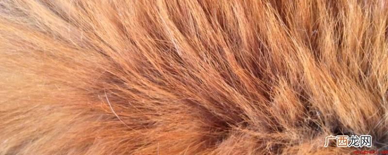 狐狸毛水清洗会使皮板内的纤维干燥、硬化,并相互粘合 狐狸毛水洗的结果