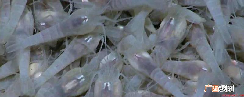 白色盲虾剪去虾线,除掉虾肠后用水清理整洁 白色盲虾怎么煮熟