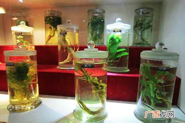 药酒泡多久能喝